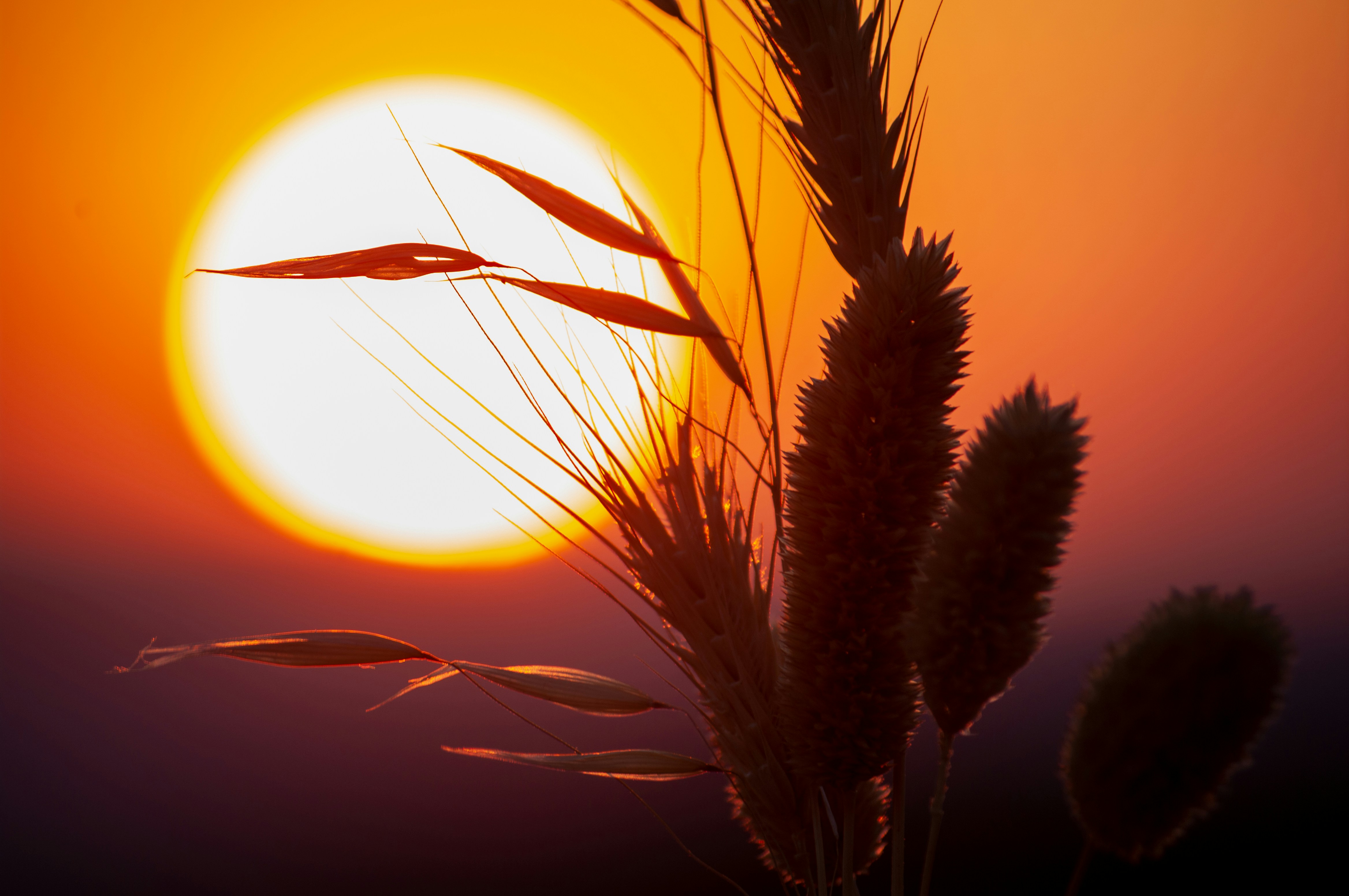 a close up of a plant with the sun in the background