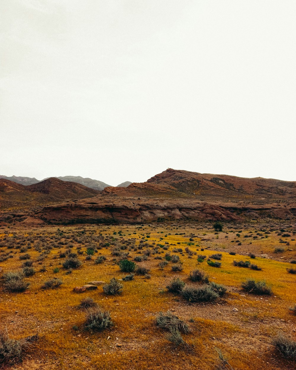 a field with yellow grass and mountains in the background