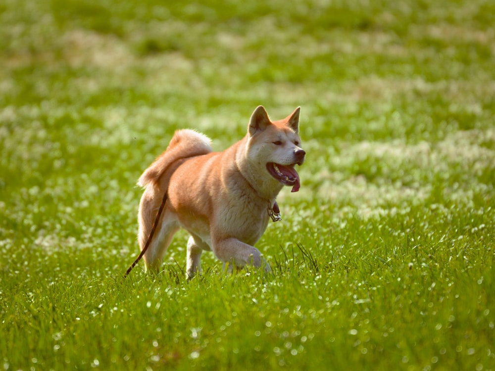 a dog running through a field of green grass