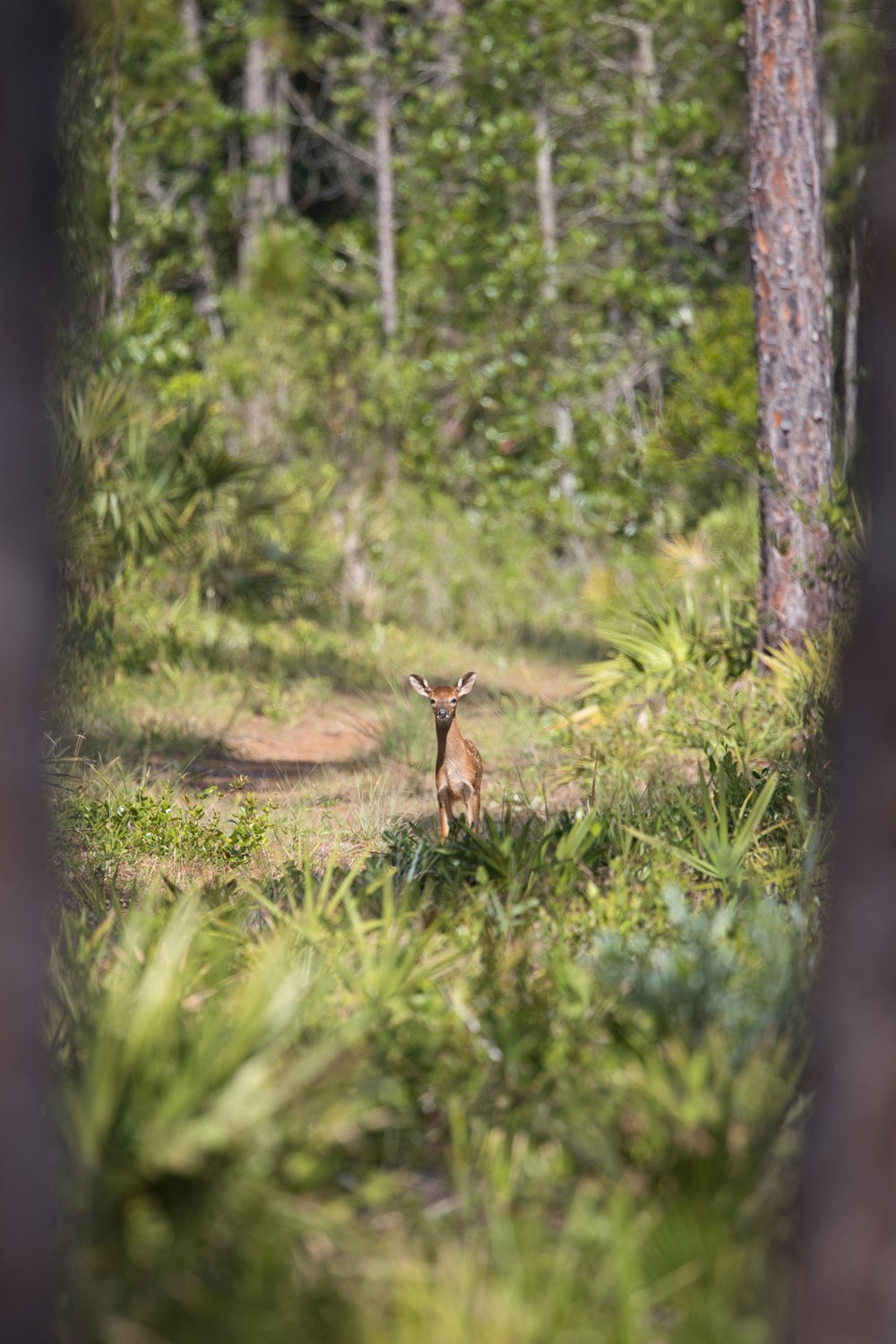 a deer standing in the middle of a forest