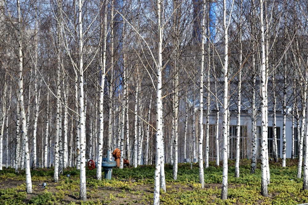 a person standing in front of a grove of trees