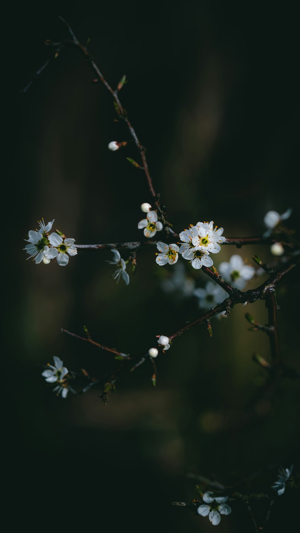 a branch of a tree with white flowers