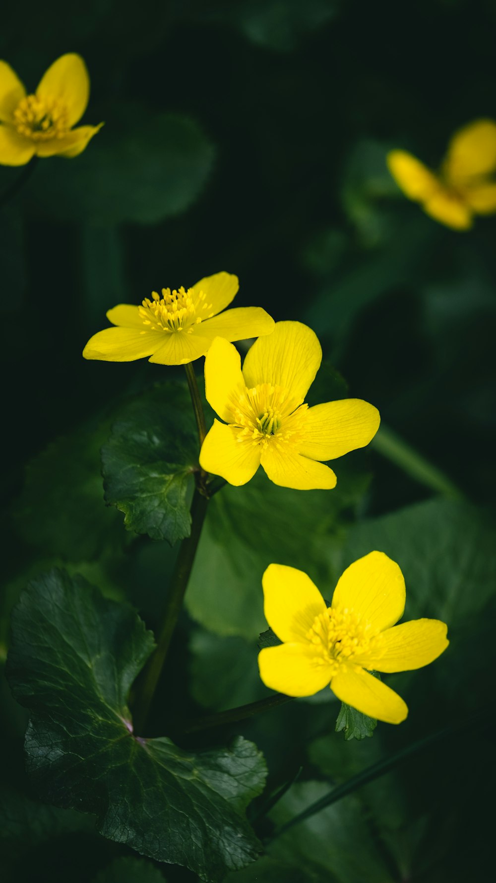 a group of yellow flowers sitting on top of a lush green field