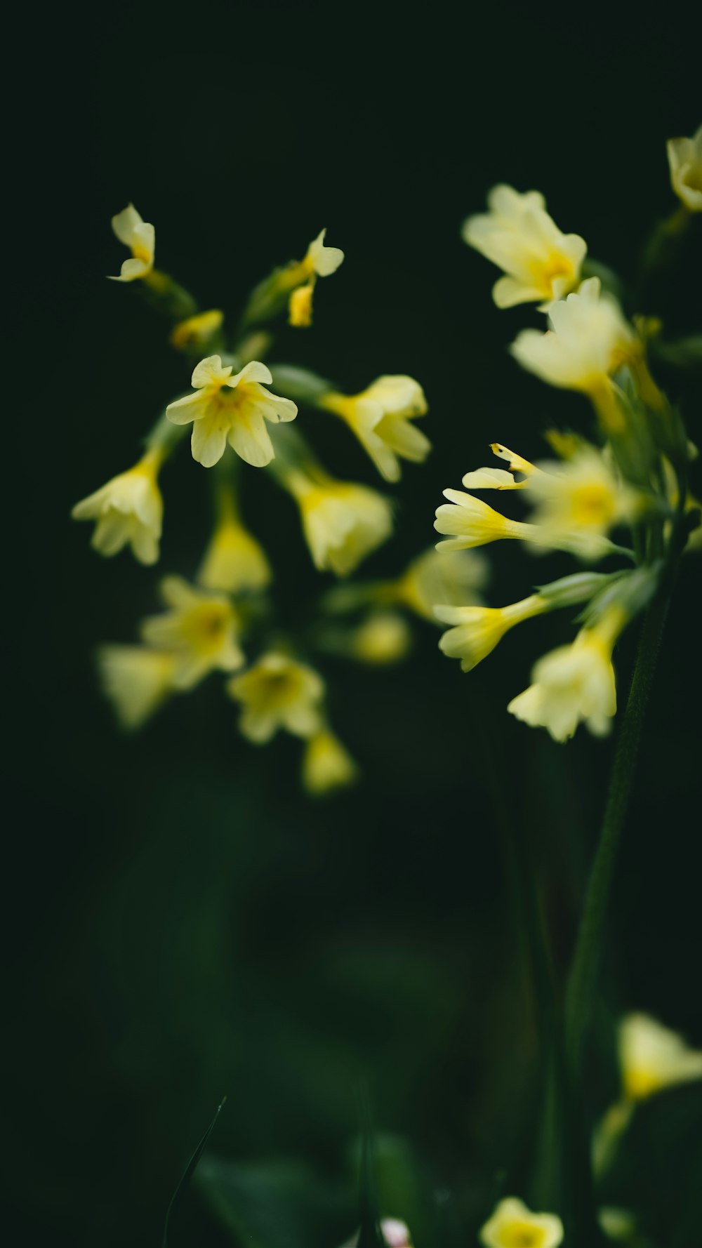 a bunch of flowers that are in the grass