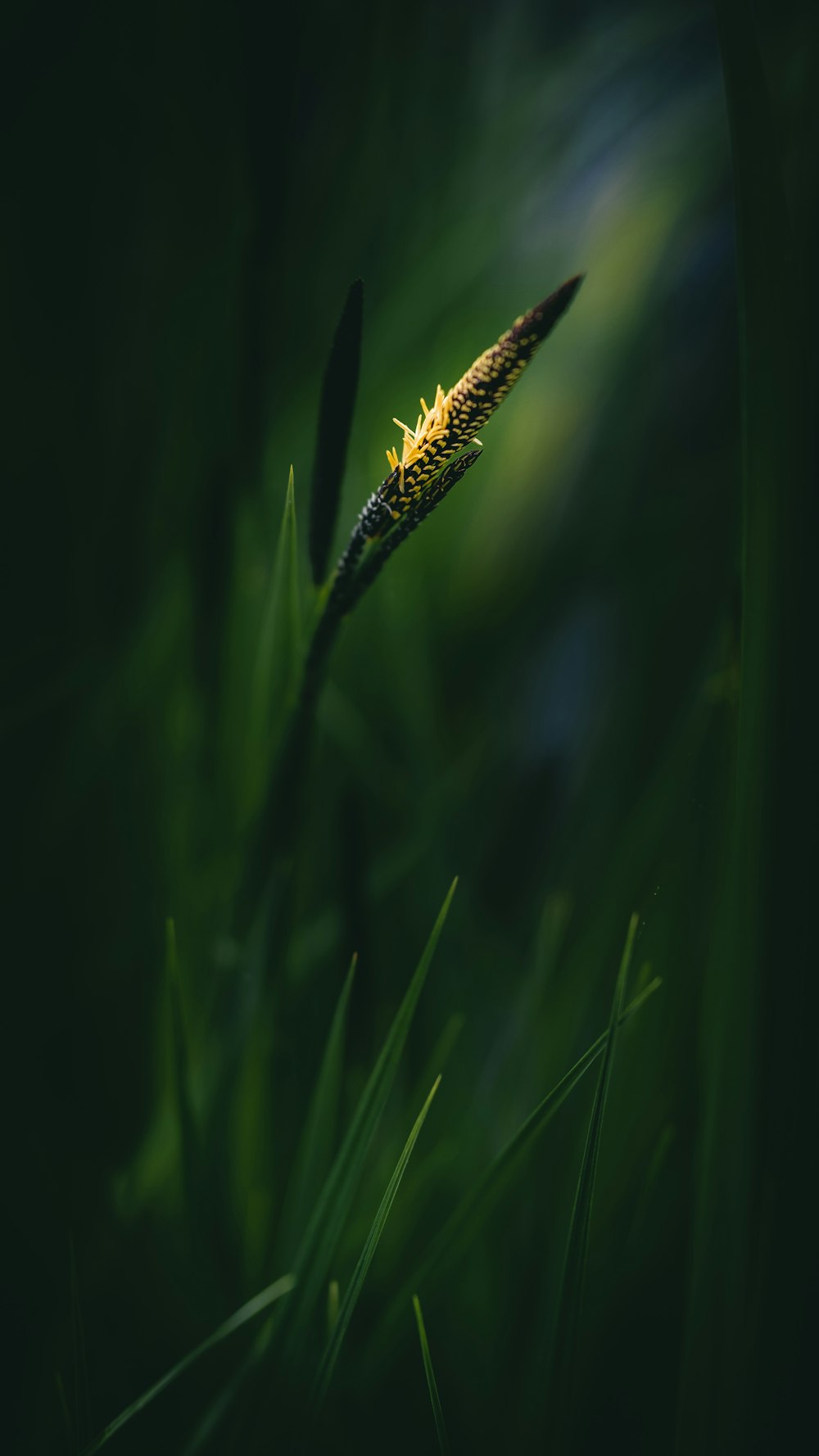 a close up of a green plant with a blurry background