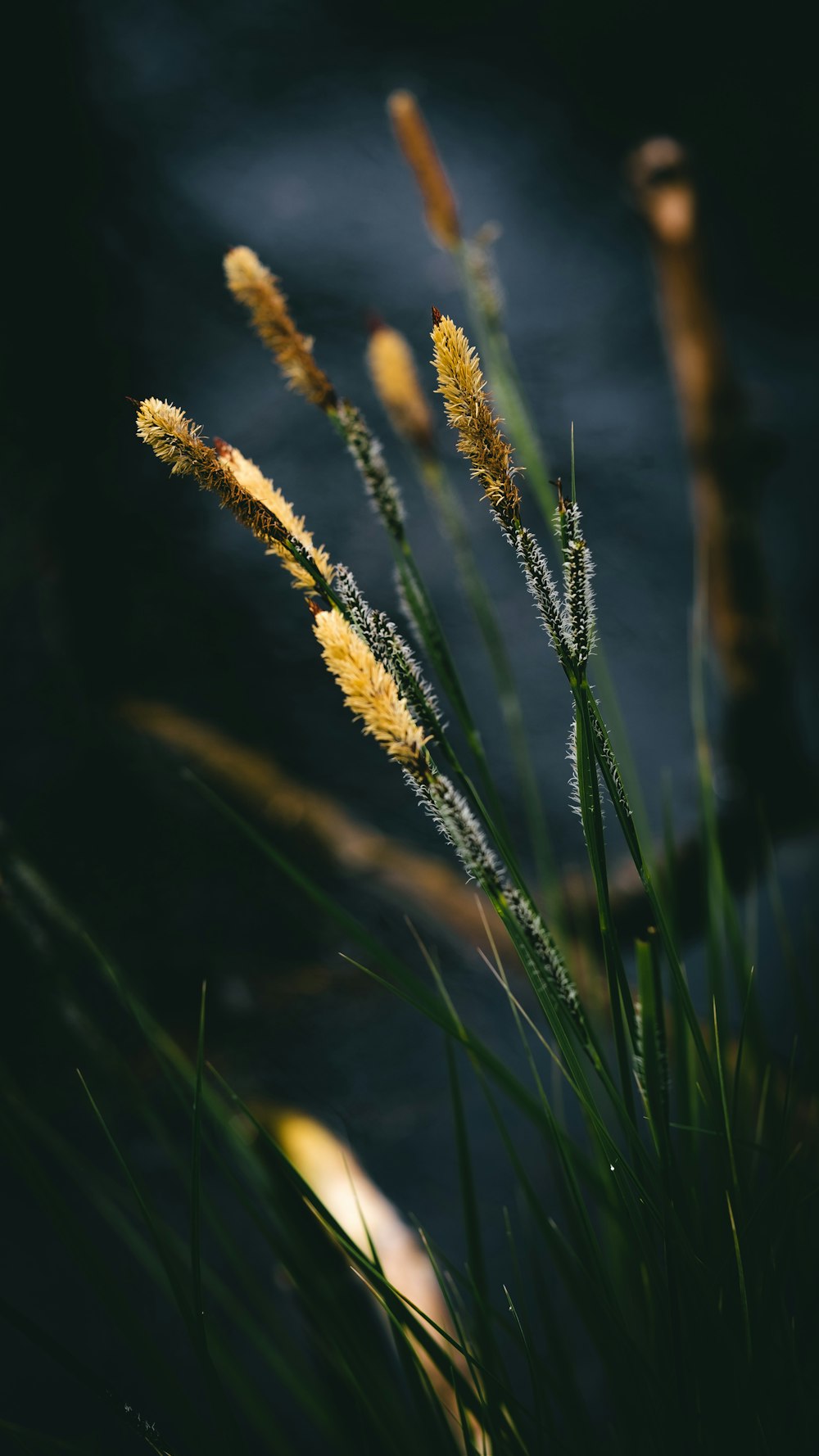 a close up of a plant with water in the background