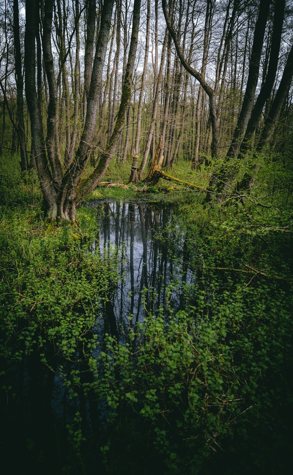 a small pond surrounded by trees in a forest