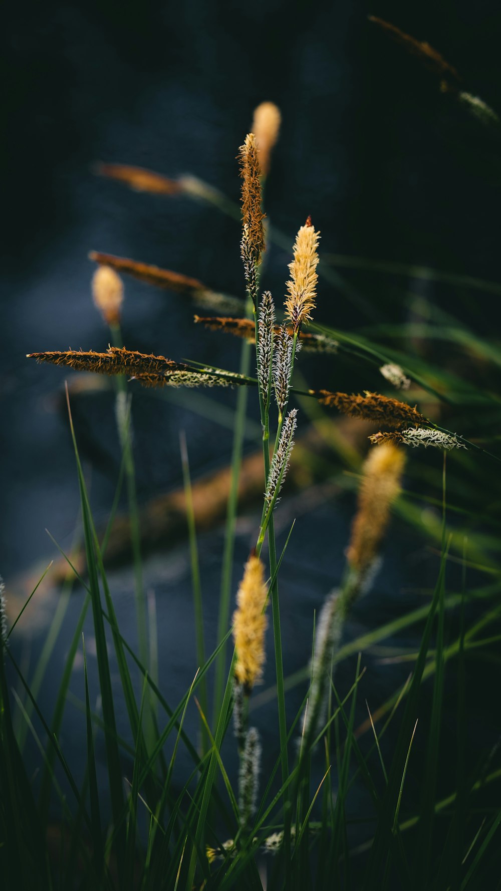 a close up of a plant with water in the background