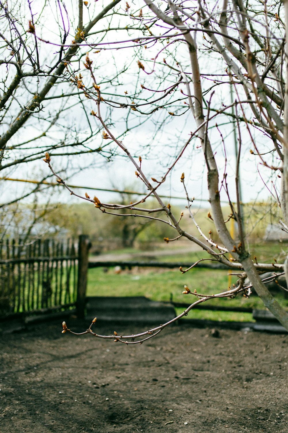 a tree with no leaves in a park