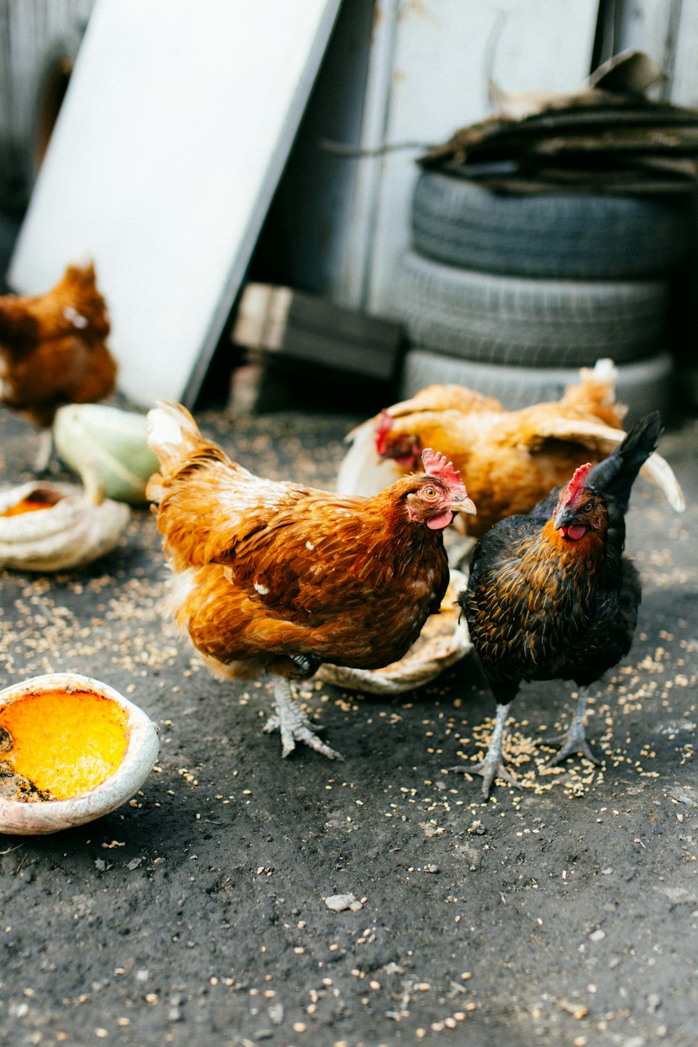 a group of chickens standing around a broken egg