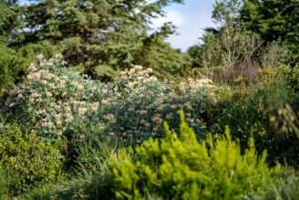 A lush garden with vibrant flowers and neatly trimmed bushes under a bright sky.