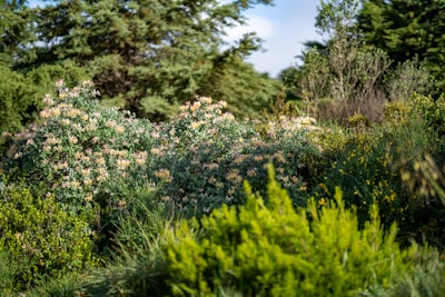 A vibrant garden with freshly trimmed bushes and colorful flowers under a bright sky.