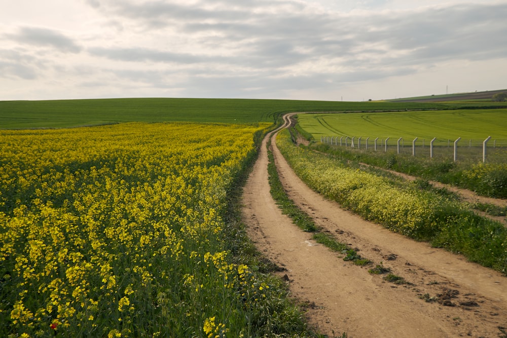 a dirt road running through a green field