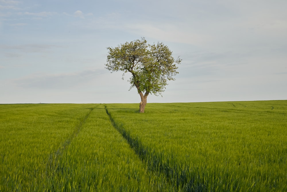 a lone tree in a field of green grass