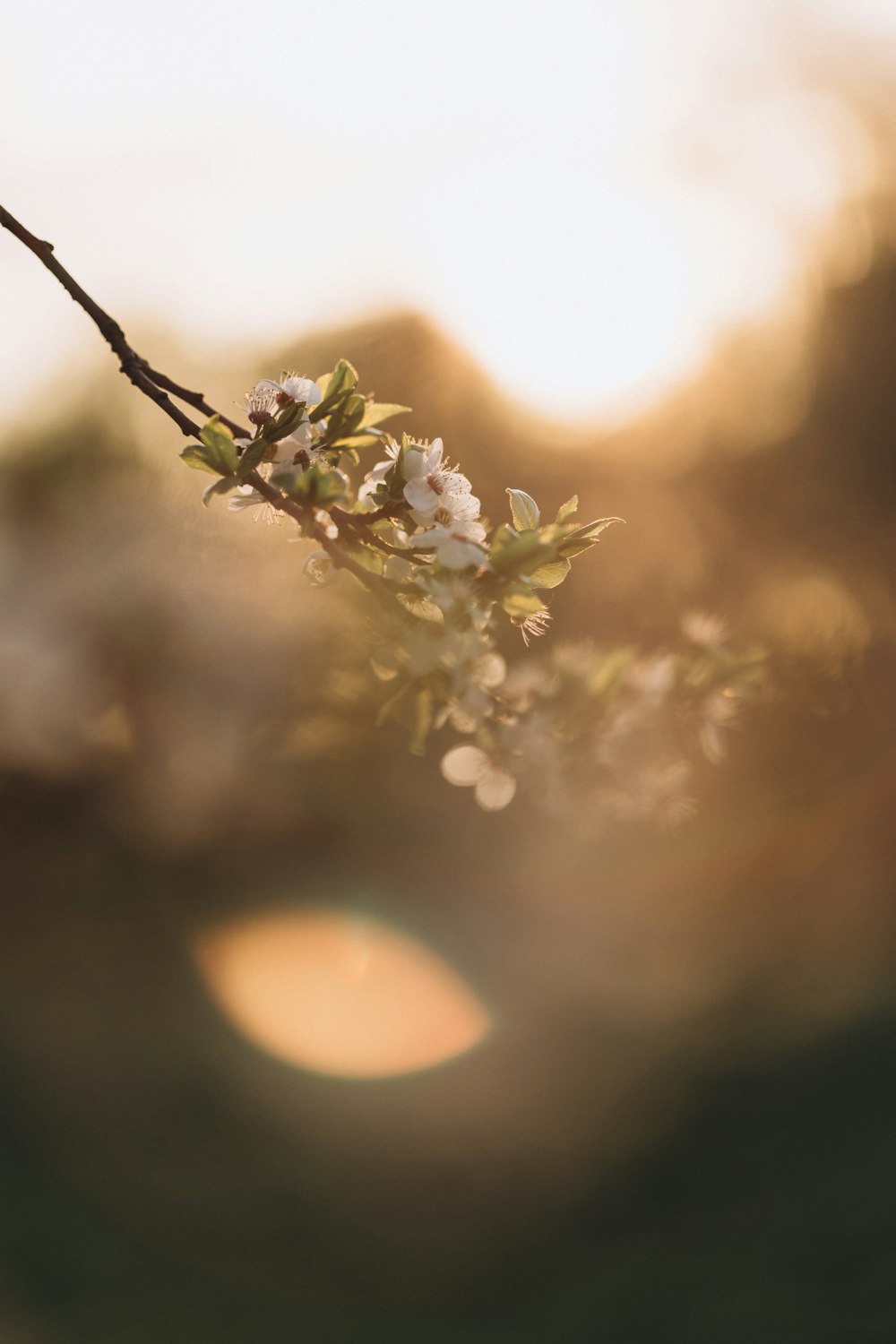 a branch of a tree with white flowers