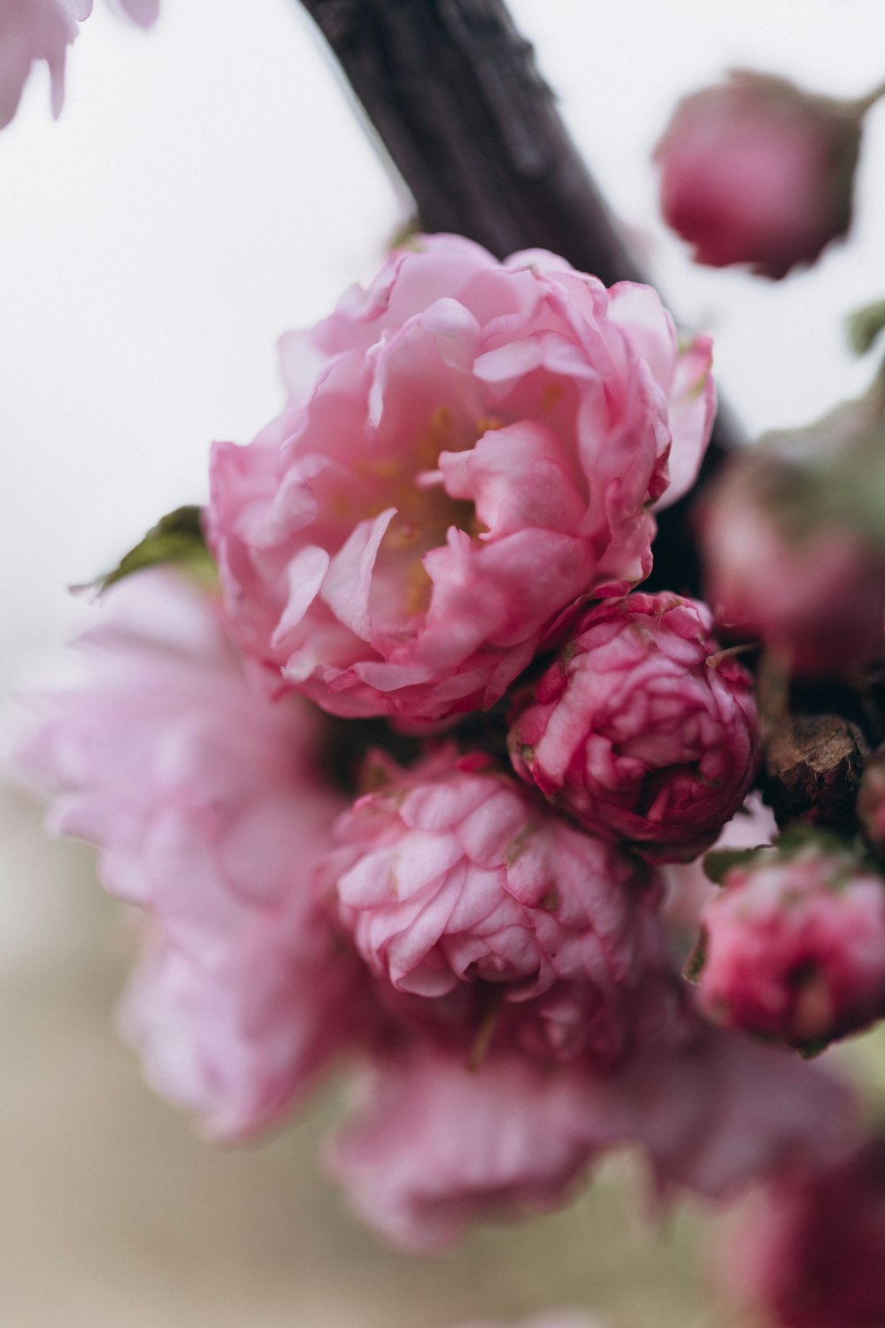 a bunch of pink flowers on a branch