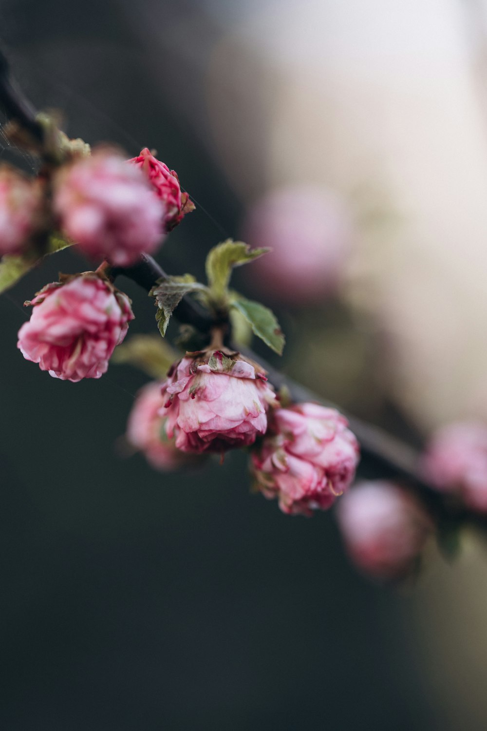 a branch of a tree with pink flowers