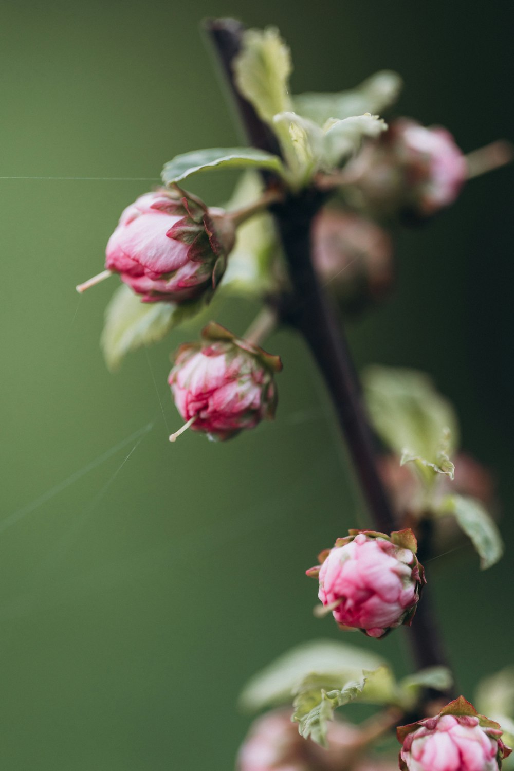 a close up of a flower on a branch