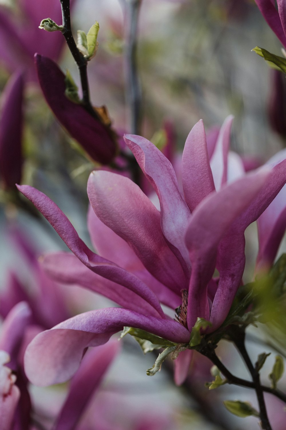 a close up of a pink flower on a tree