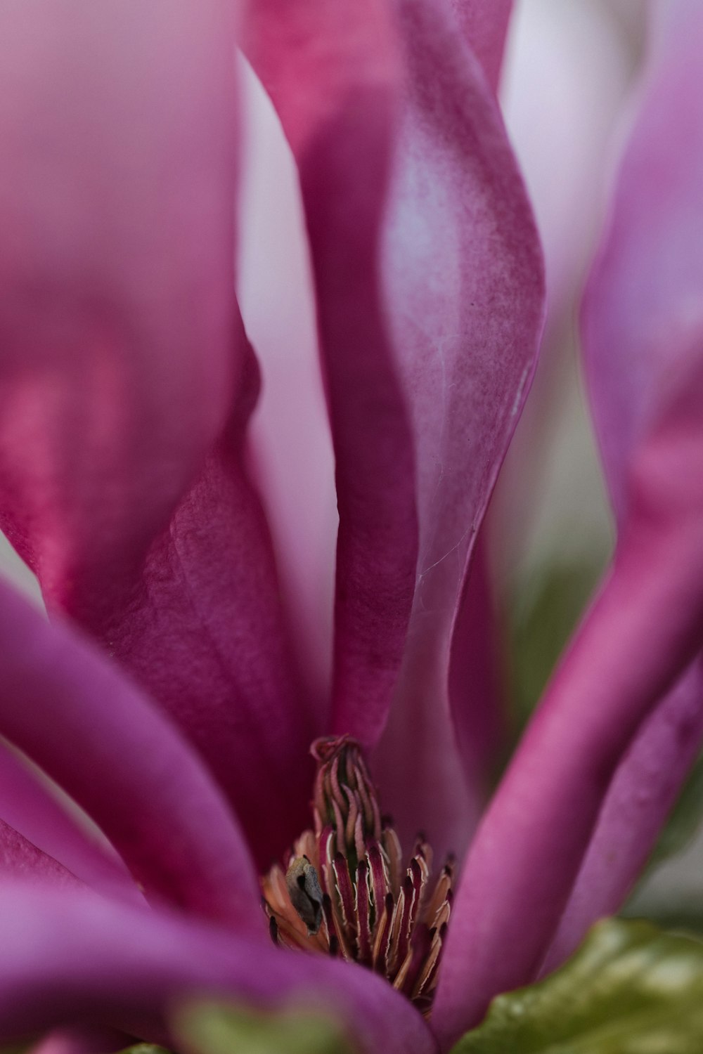 a close up view of a pink flower