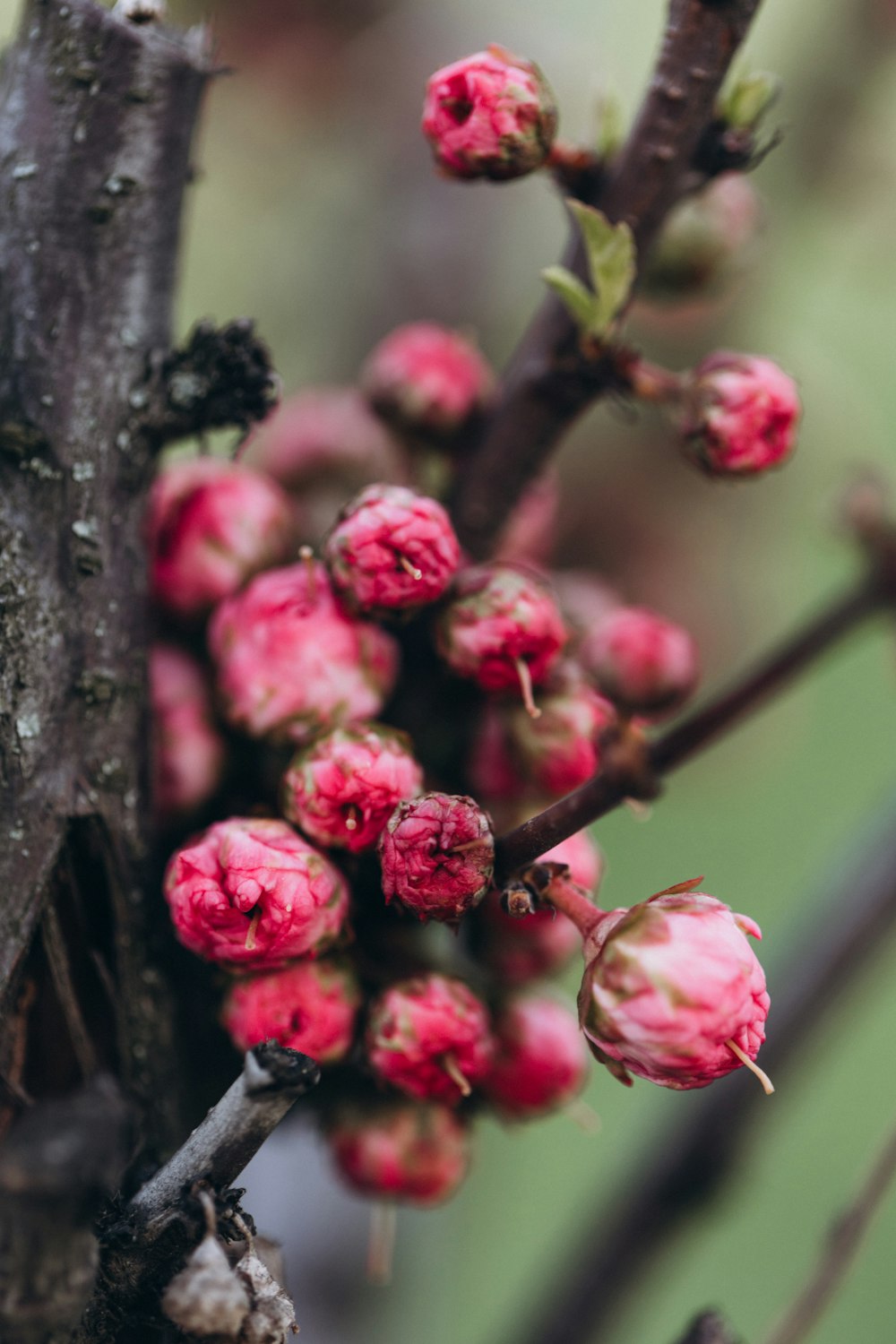 a close up of a tree with small flowers