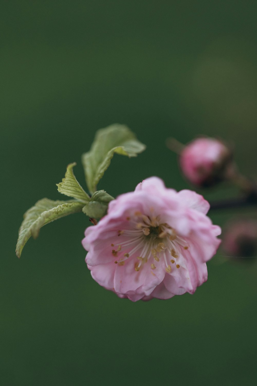 a close up of a pink flower on a branch