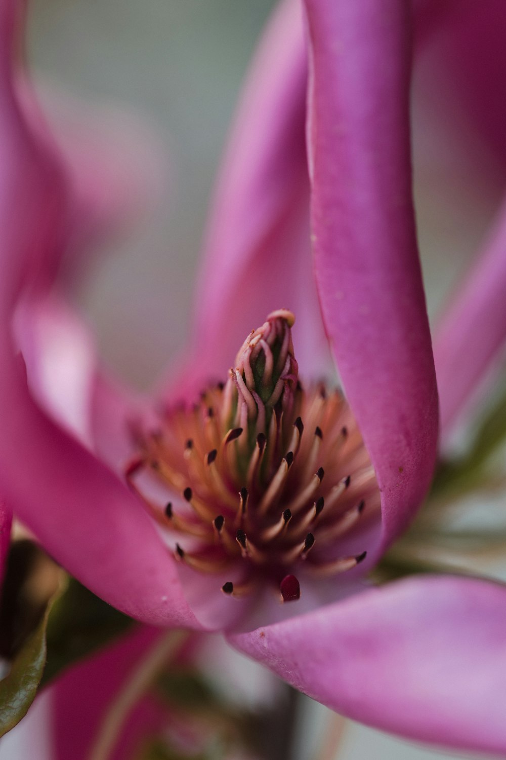 a close up of a pink flower with green leaves