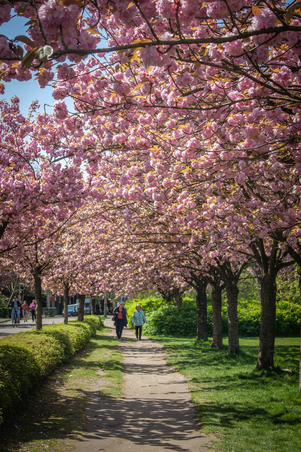 people walking down a path lined with pink flowers