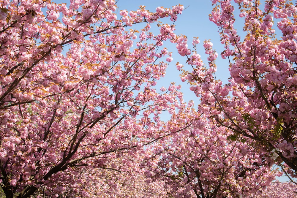 a row of trees with pink flowers on them