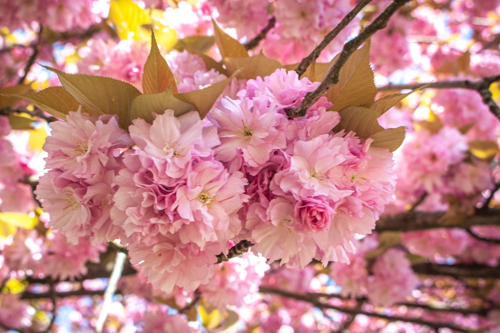 a bunch of pink flowers hanging from a tree