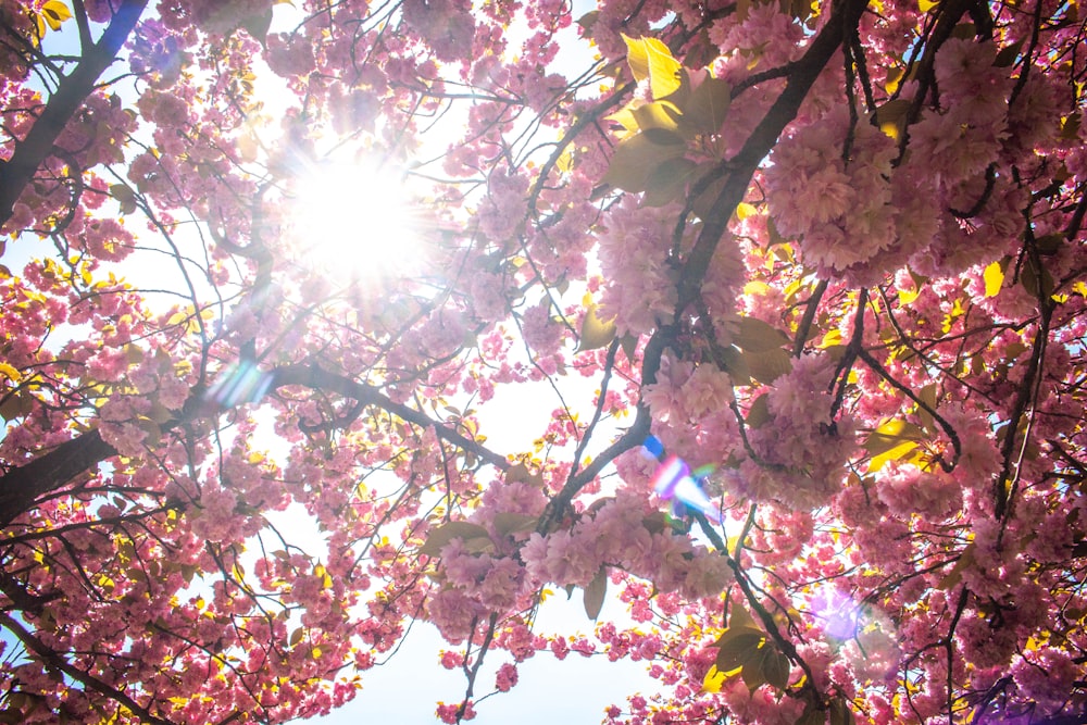 the sun shines through the branches of a cherry blossom tree