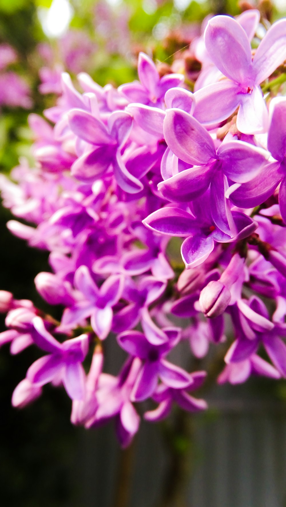 a bunch of purple flowers that are in a vase