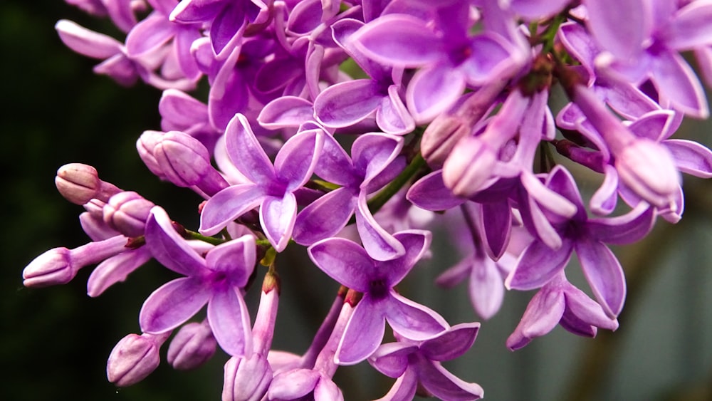 a close up of a bunch of purple flowers