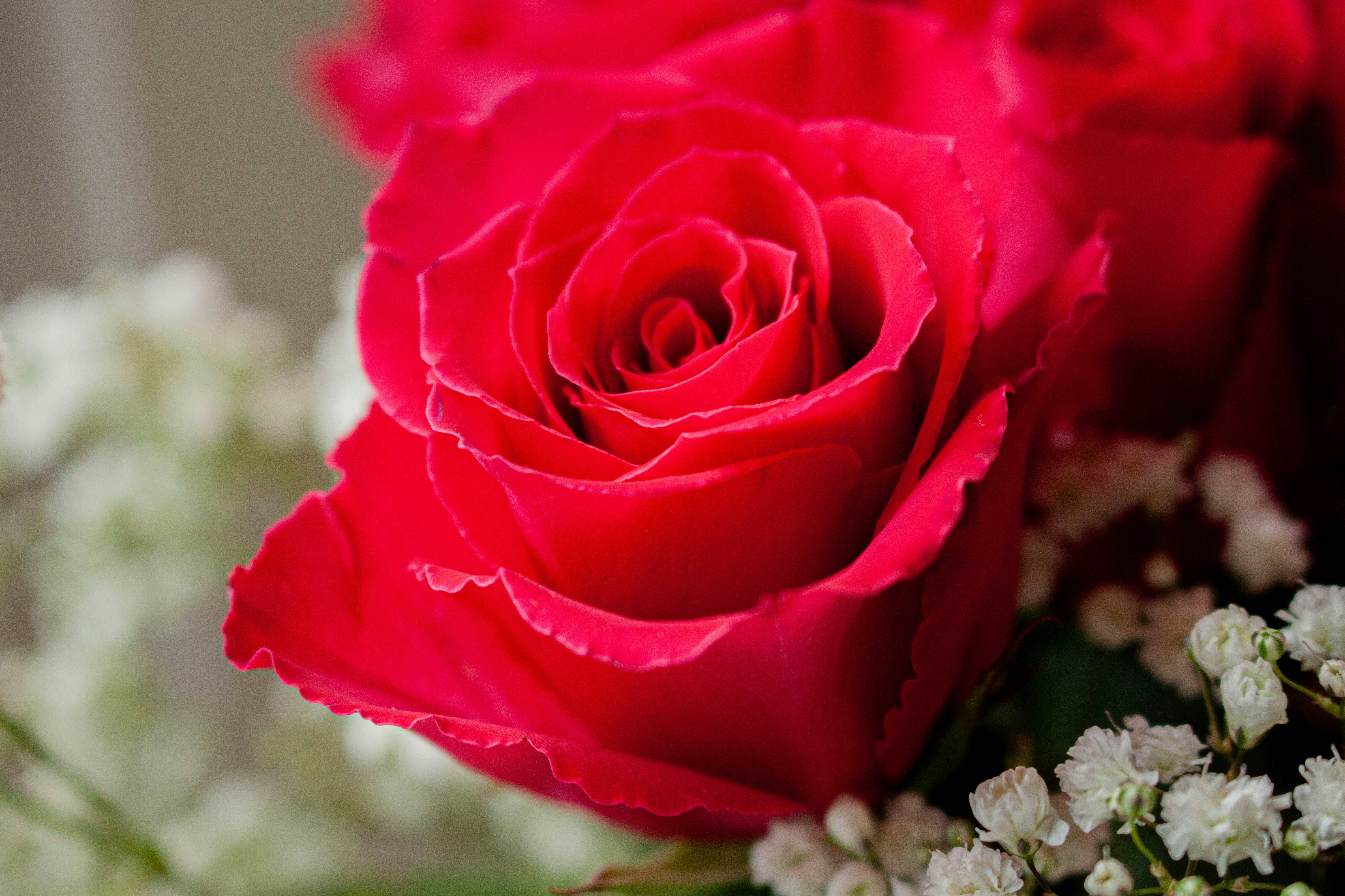A close up of a red rose and white flowers photo Free Red Image on Unsplash