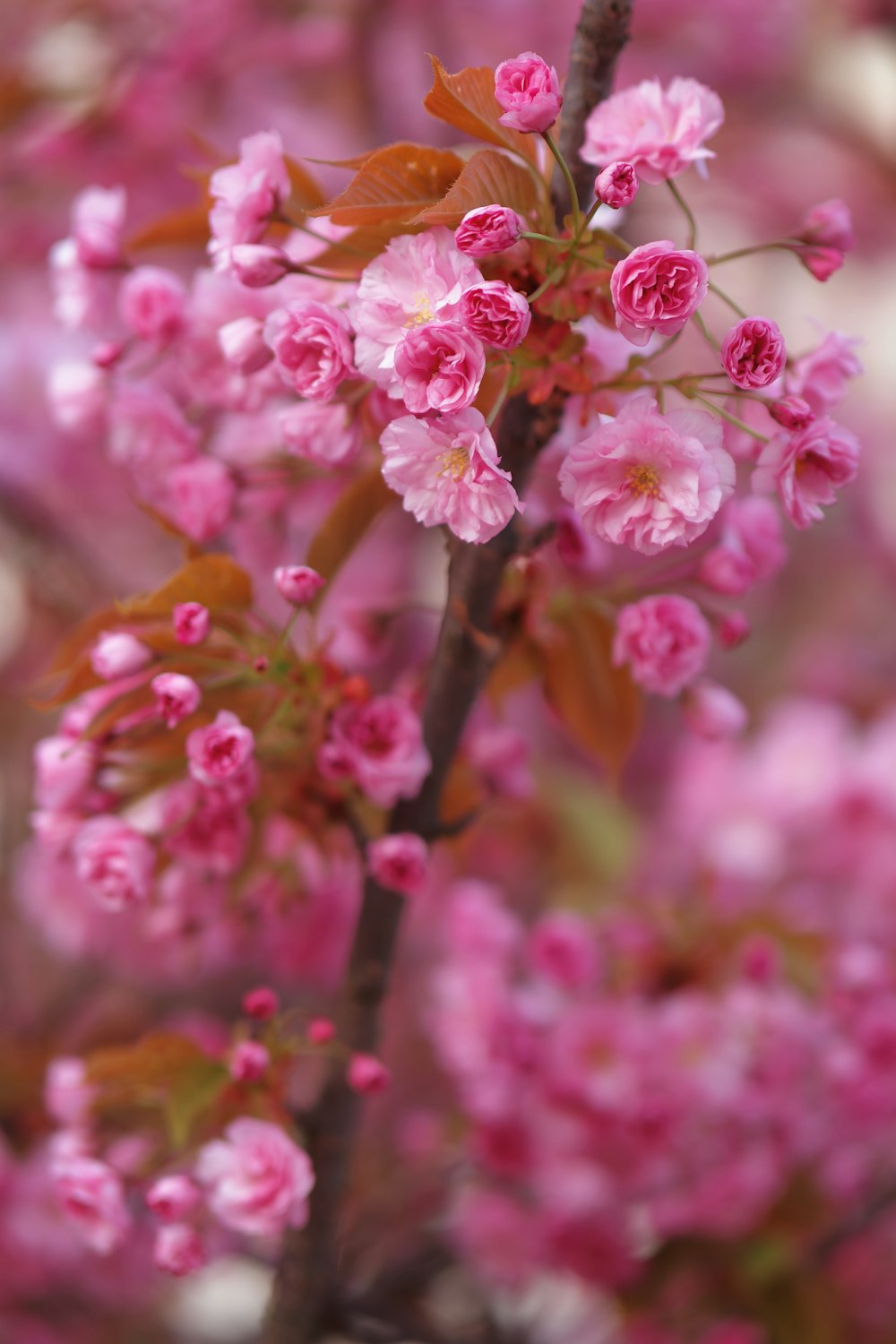 a close up of pink flowers on a tree