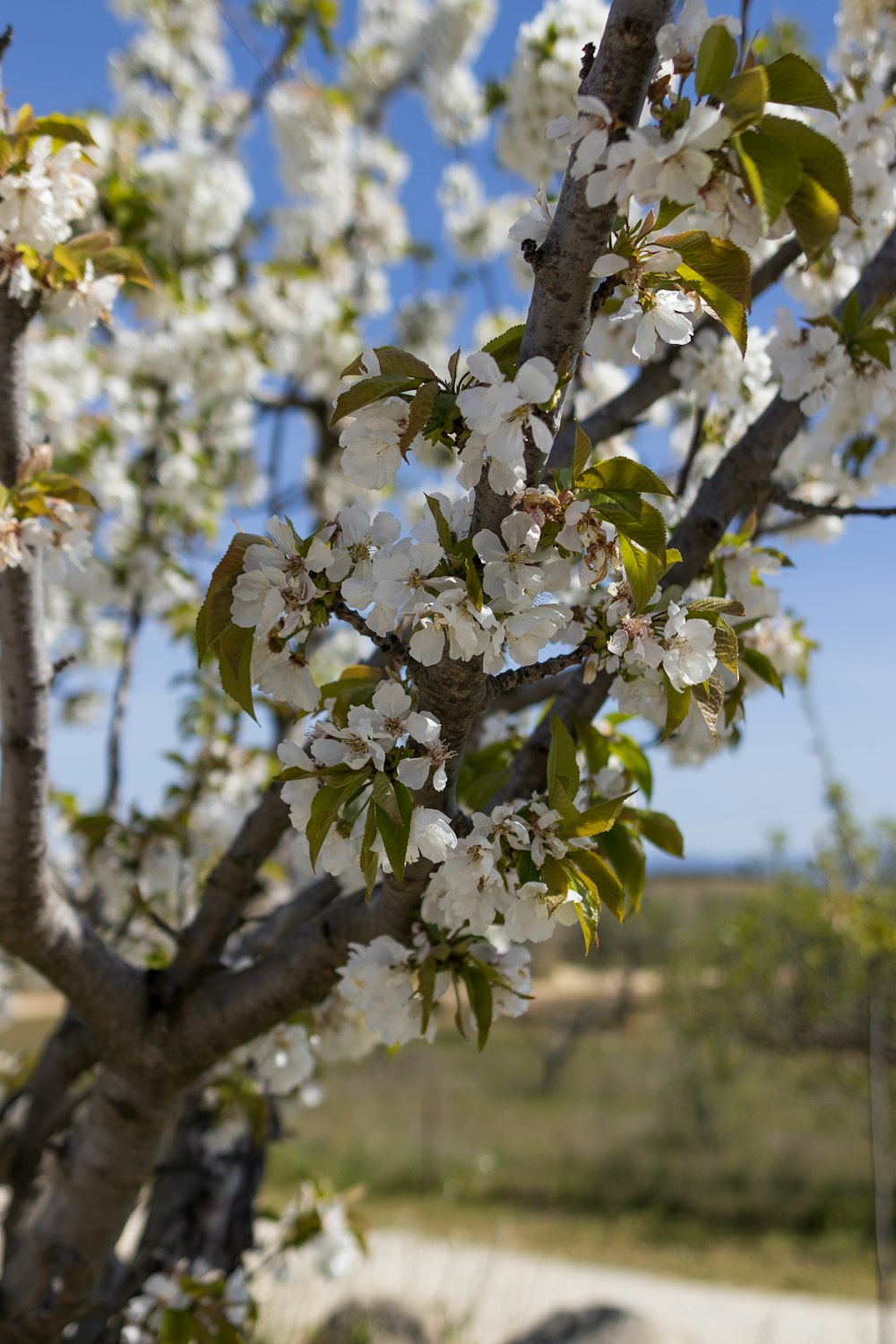 a tree with lots of white flowers on it