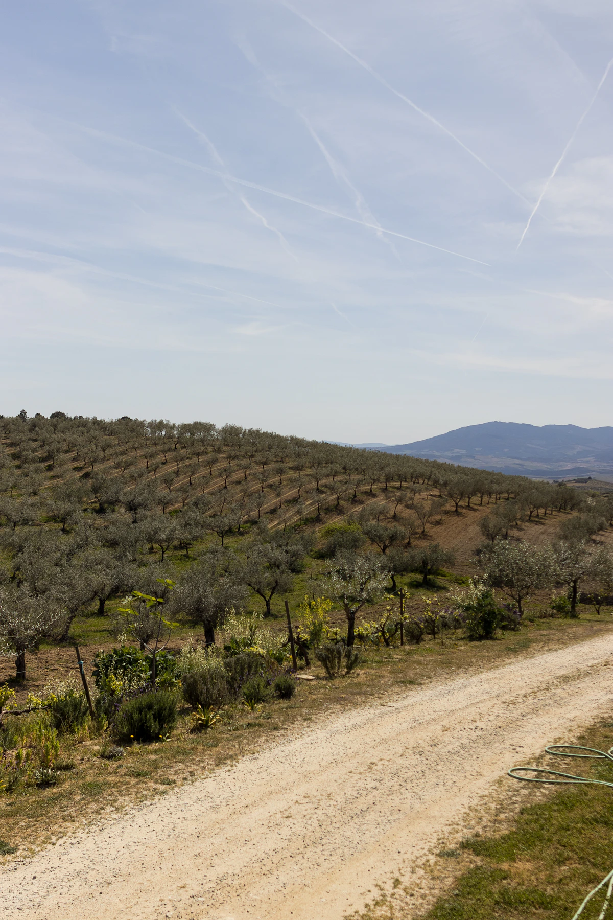 Olivares y campiña extremeña