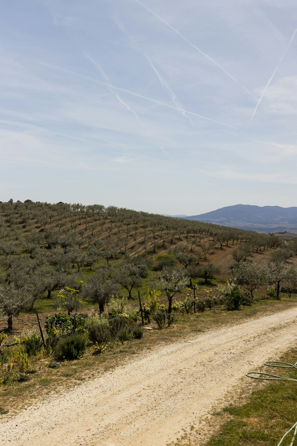 a dirt road in the middle of an olive grove