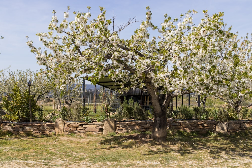 a tree with white flowers in front of a stone wall