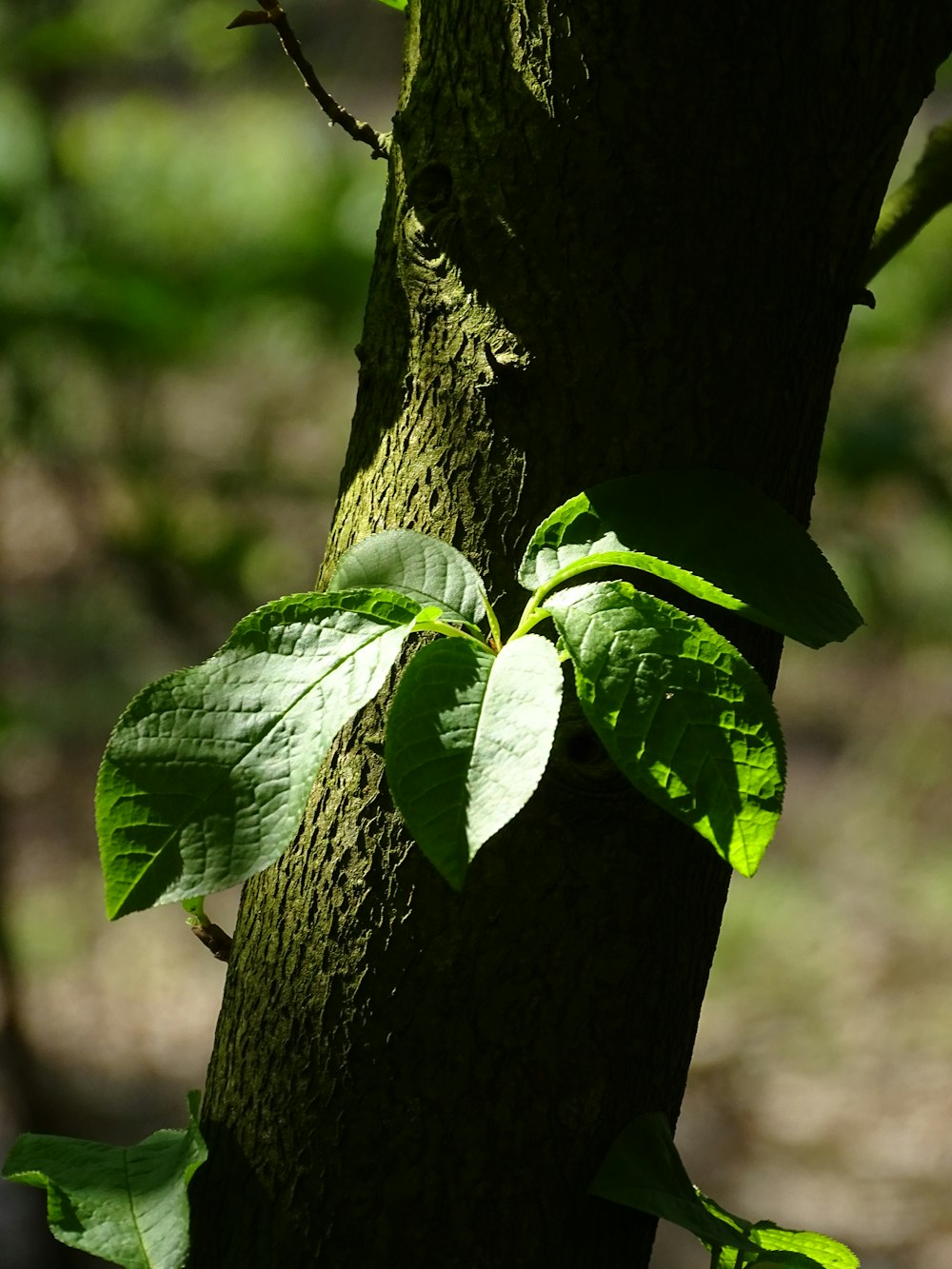 a close up of a tree with leaves on it