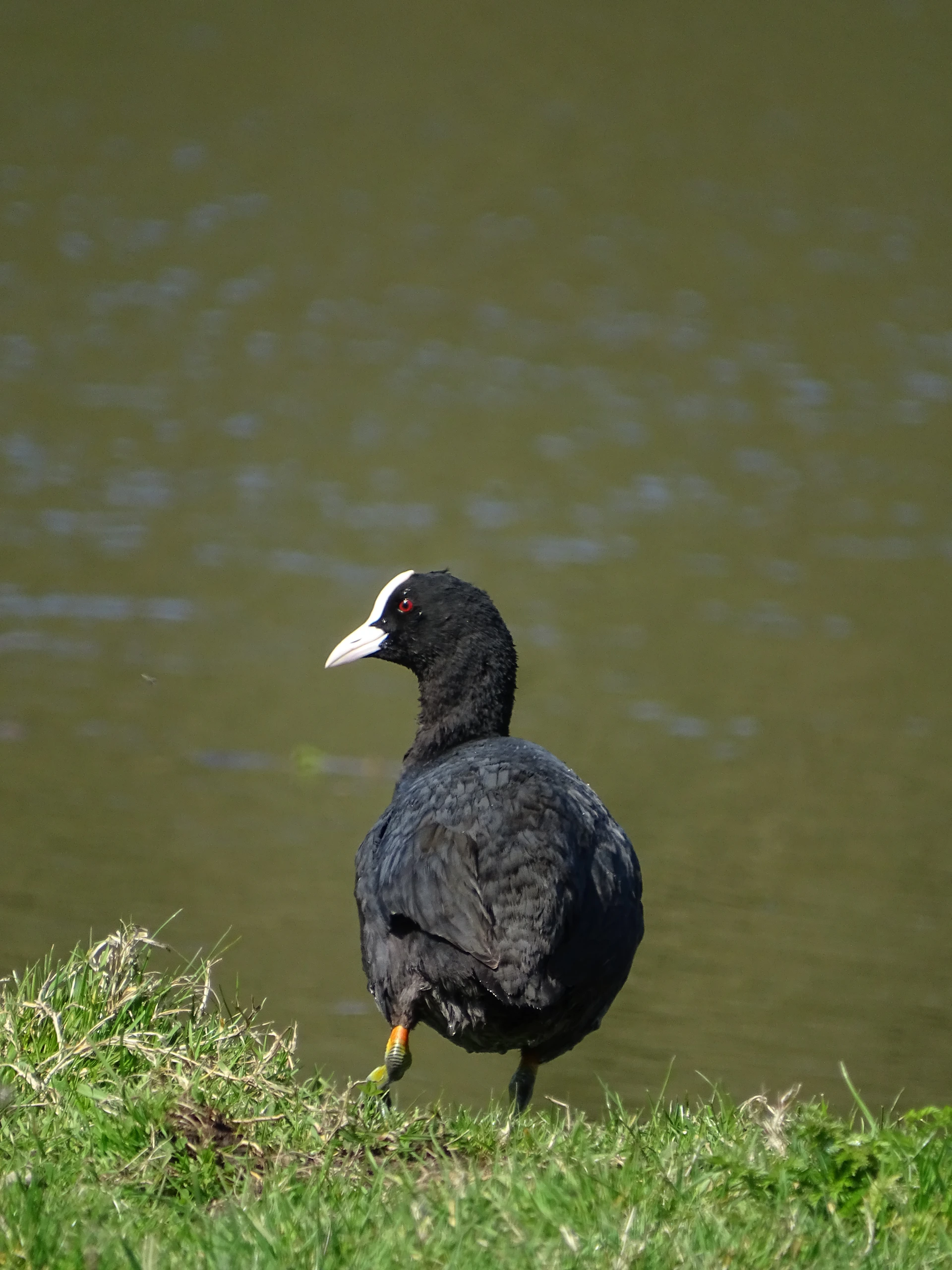 a black bird standing on the grass near a body of water