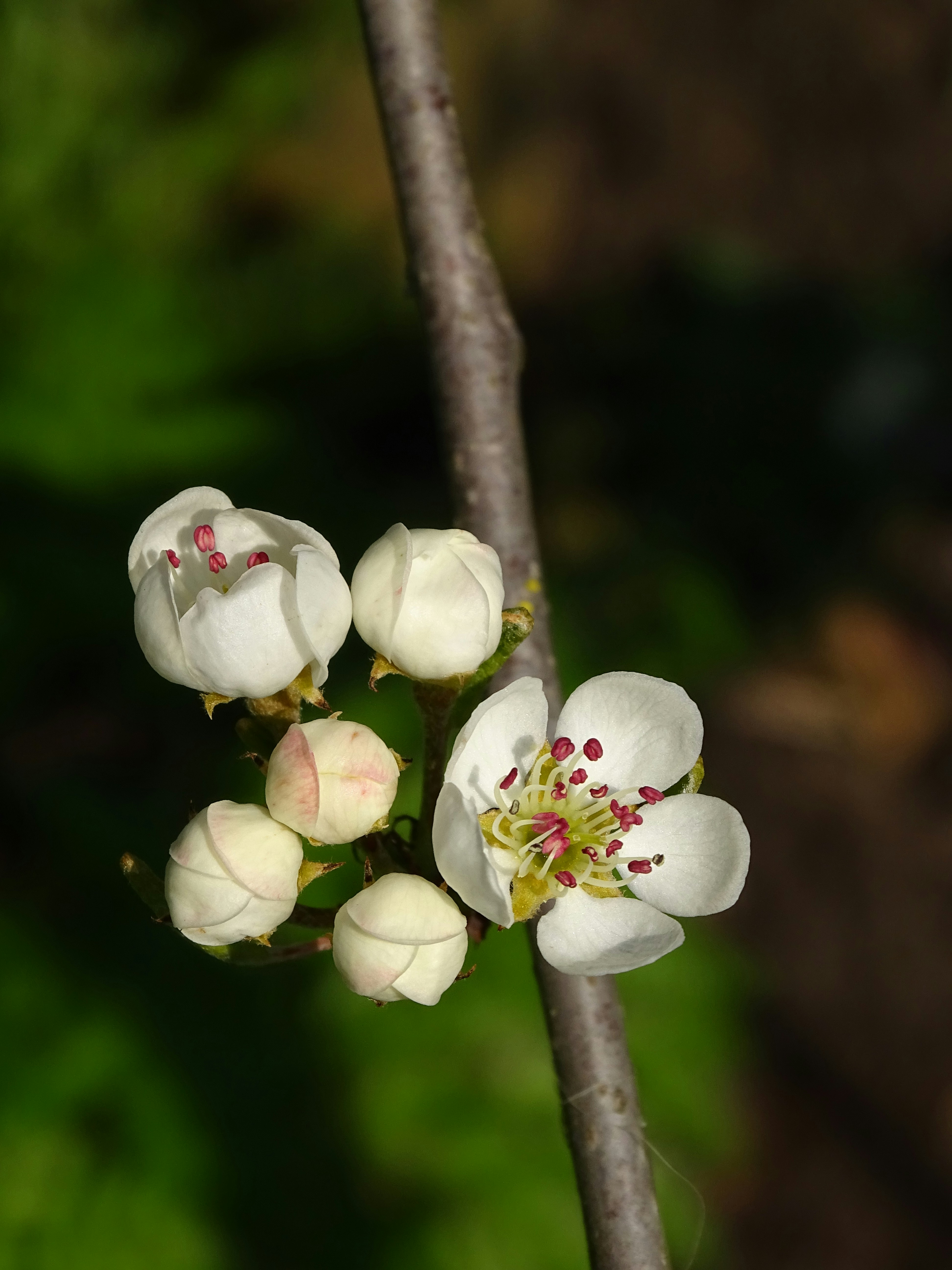 Nahaufnahme einer Blume auf einem Ast
