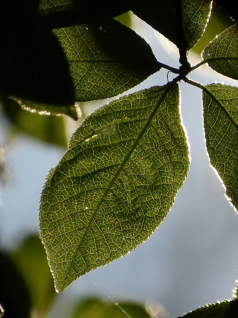 a close up of a leaf on a tree