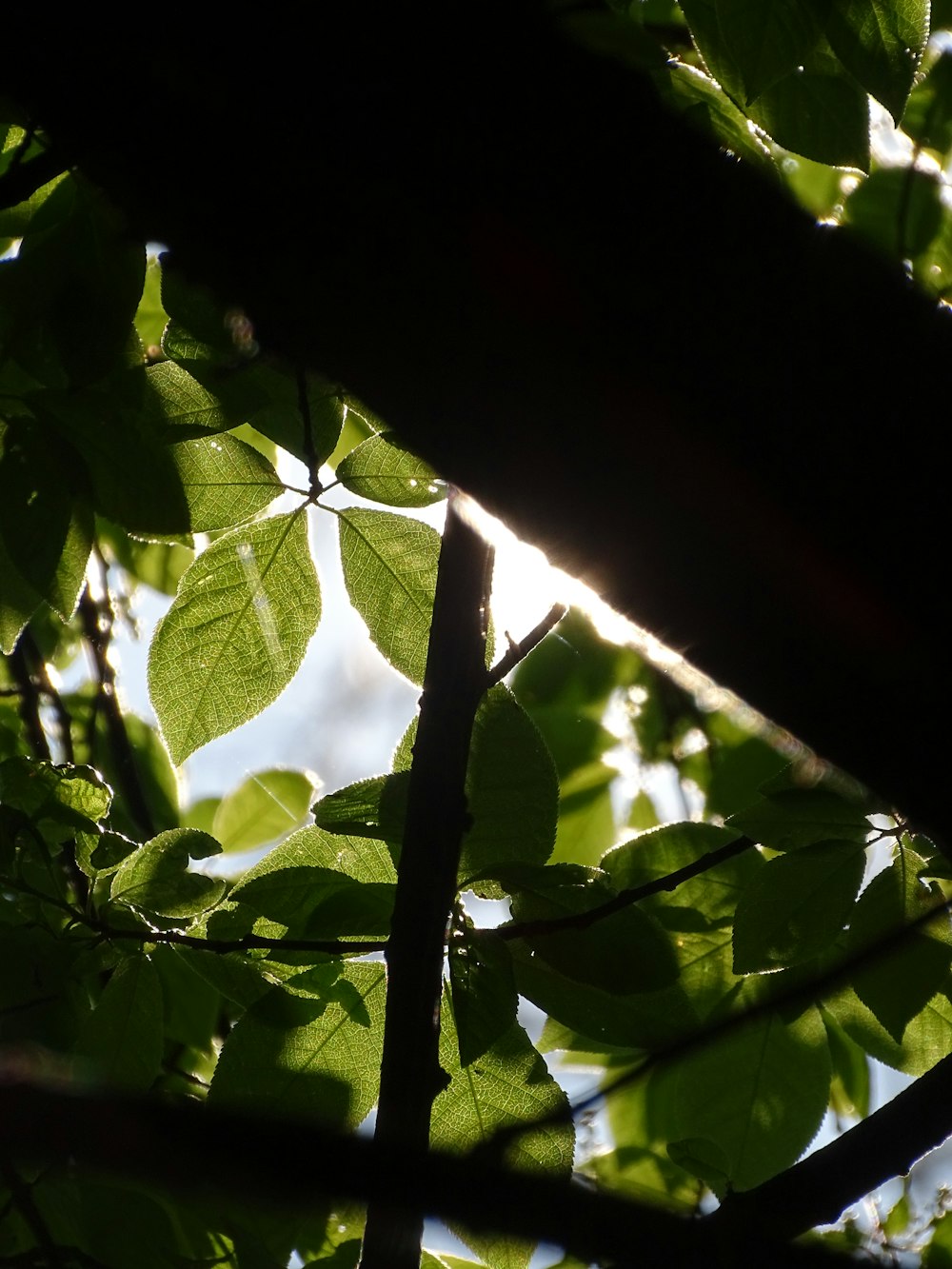 the sun shines through the leaves of a tree