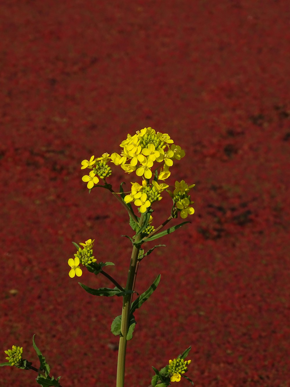 a plant with yellow flowers in front of a red background