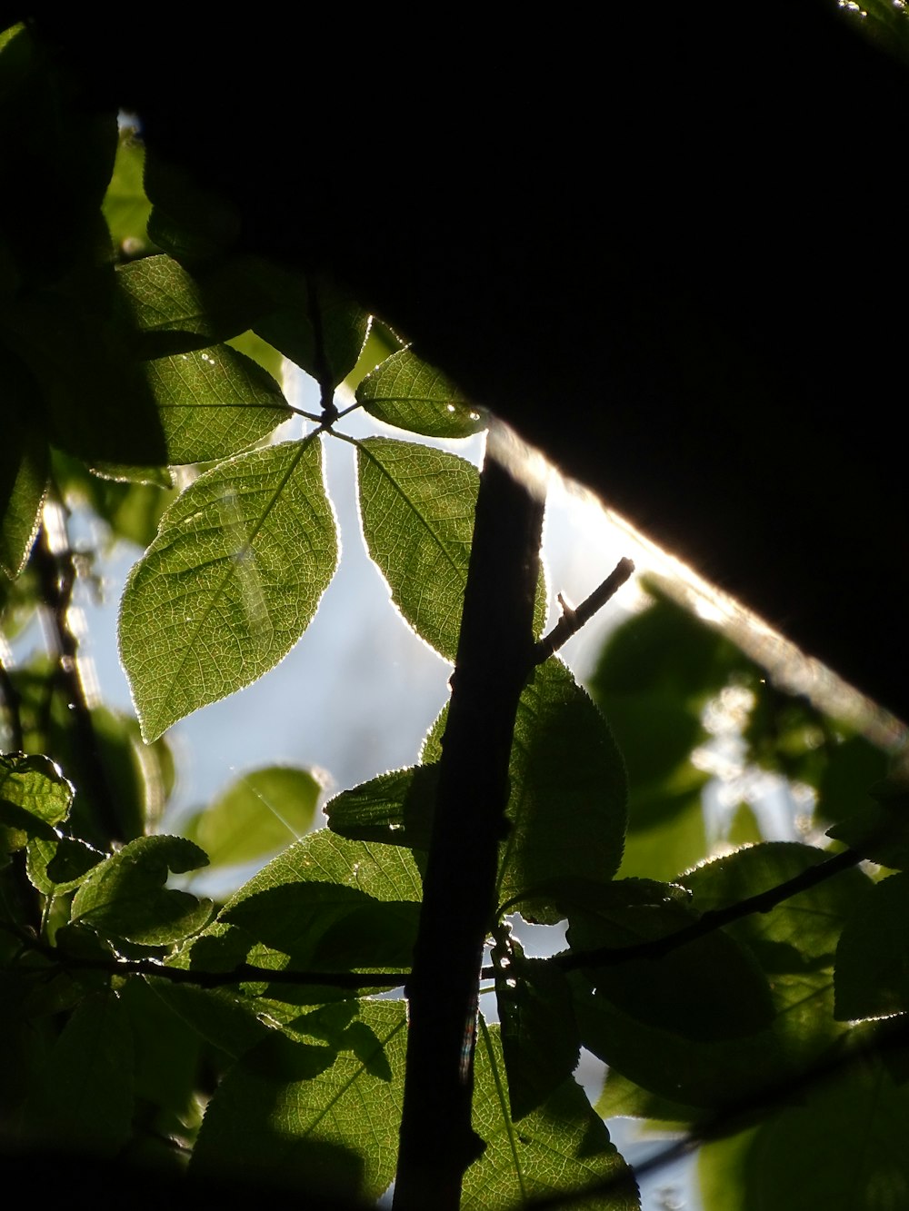 the leaves of a tree in the sunlight