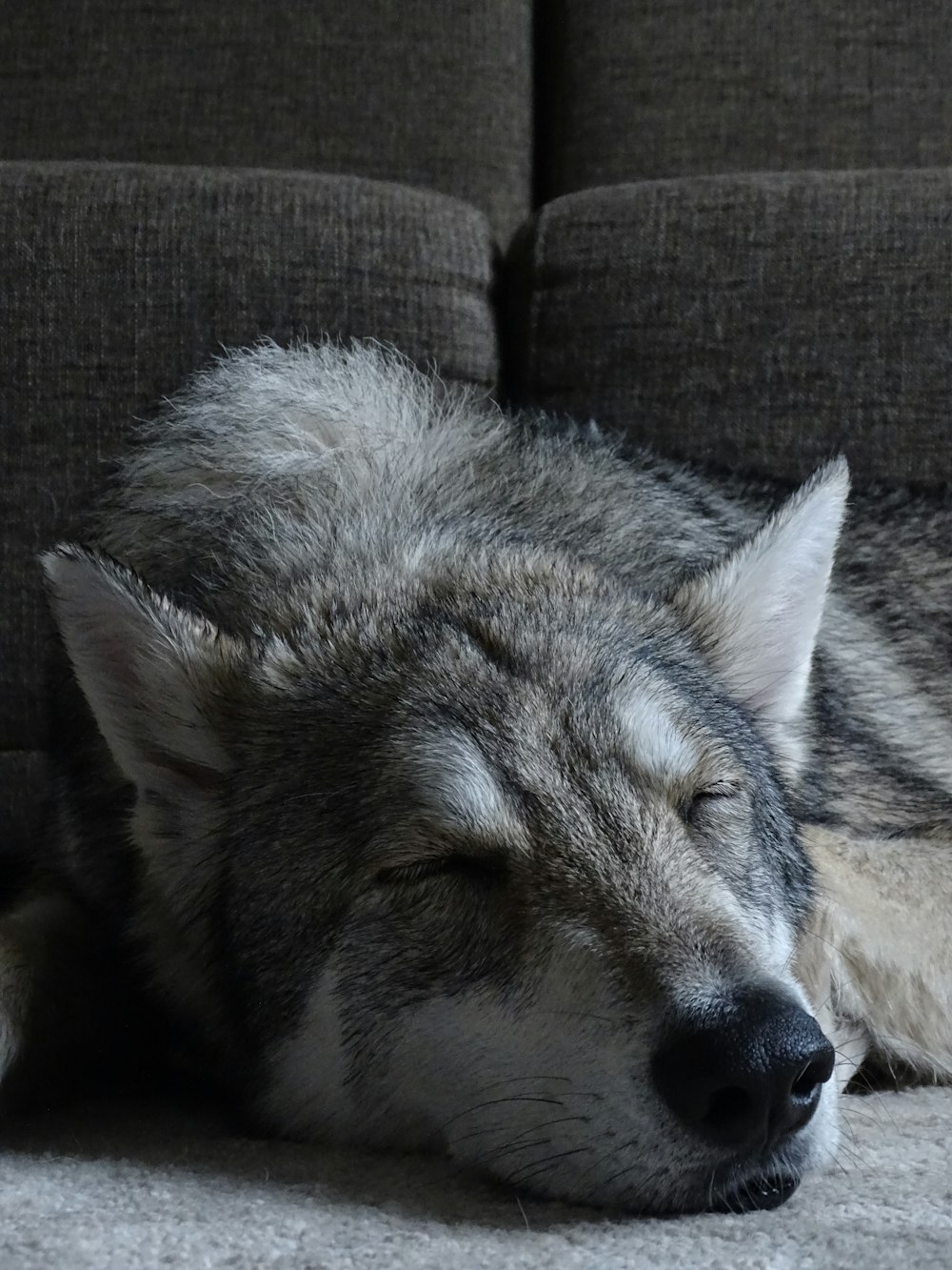 ソファの上に横たわる灰色オオカミ