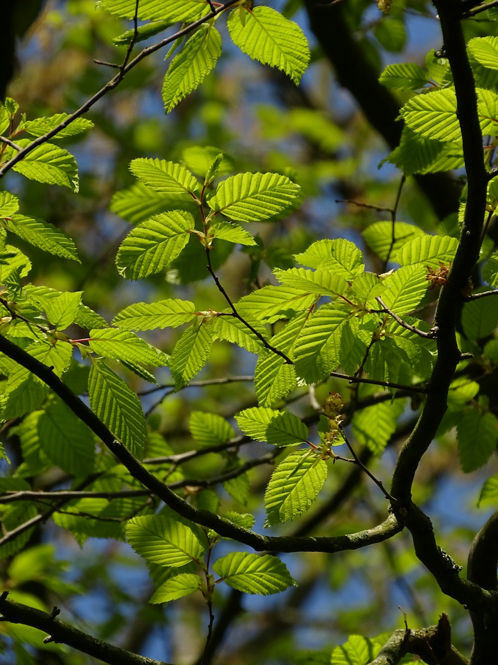 a tree branch with green leaves against a blue sky