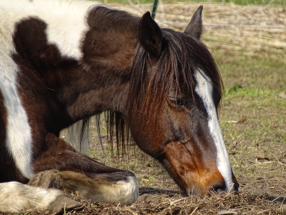 a brown and white horse laying down in a field