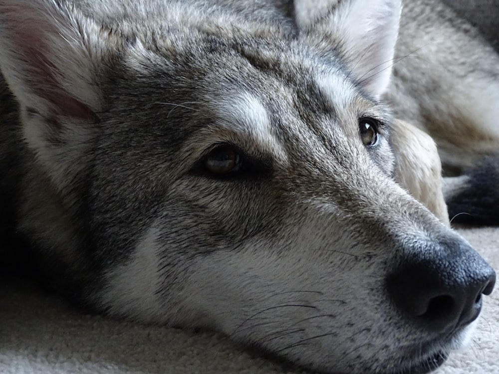 a close up of a dog laying on the ground